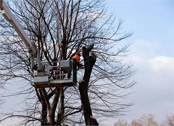 Tree Removal Chandler AZ